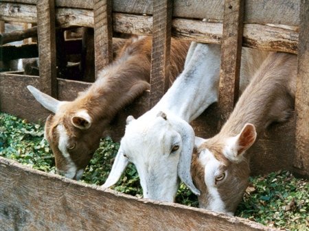 Caprinos de doble proposito - Formulas para  elaborar baches alimenticios para cabras productoras de carne y leche.