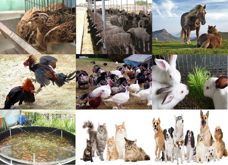 Otras especies animales - Formulas para elaborar baches alimenticios para otras especies animales especificas.