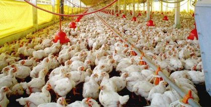 Pollos de Engorde - Formulas para elaborar baches alimenticios para aves de carne.