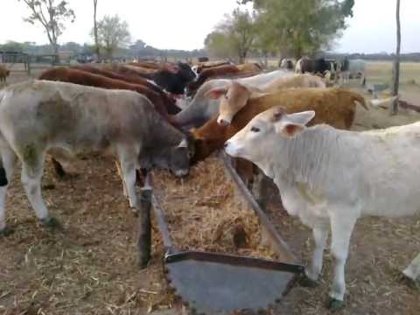 Bovino de carne - Formulas para elaborar baches alimenticios para ganado bovino productor de carne.